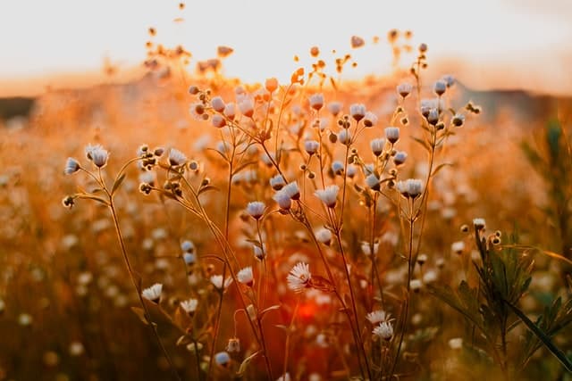 Beautiful white flowers in the field