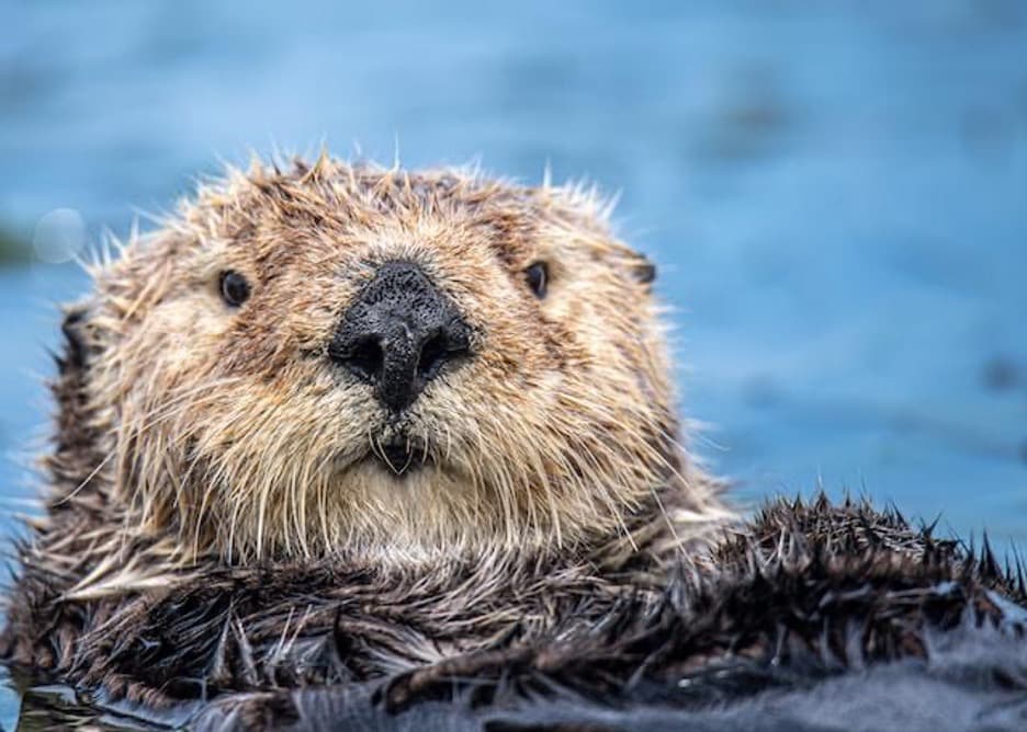 An otter floating on its back