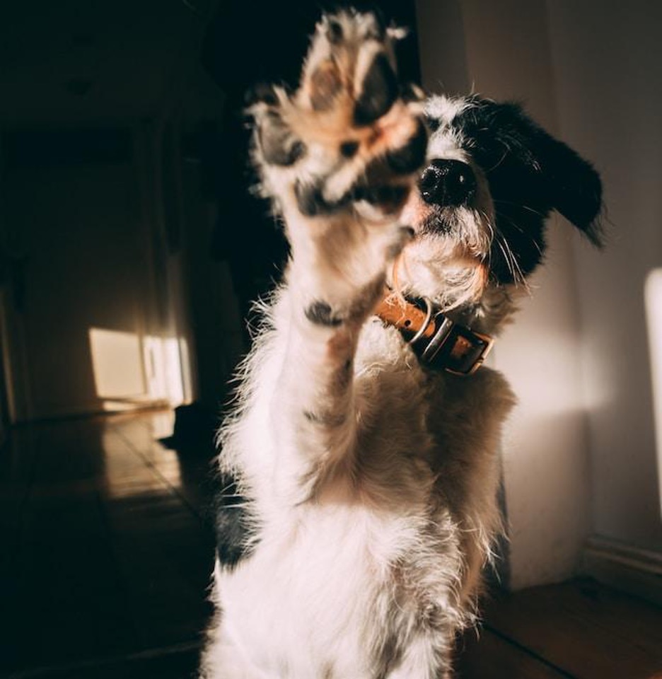 Dog giving a high five