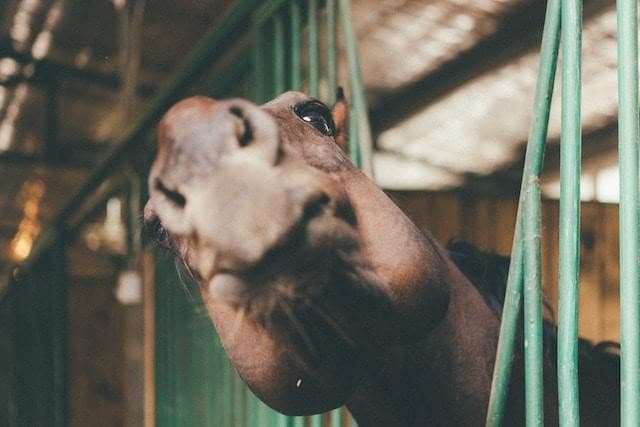 A close-up of a horse from a funny angle
