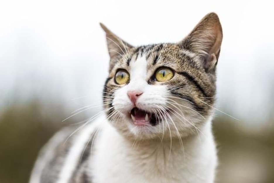 A cat looking at something with a scared expression.