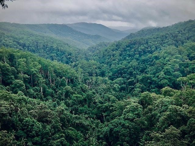rainforest