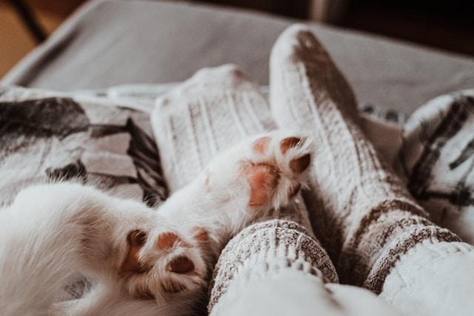 A pair of feet in wool socks and a pair of dog paws.