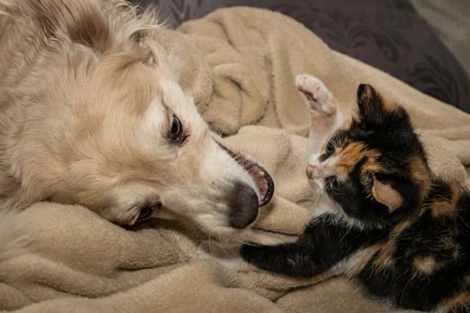 A small cat playing with a big dog.