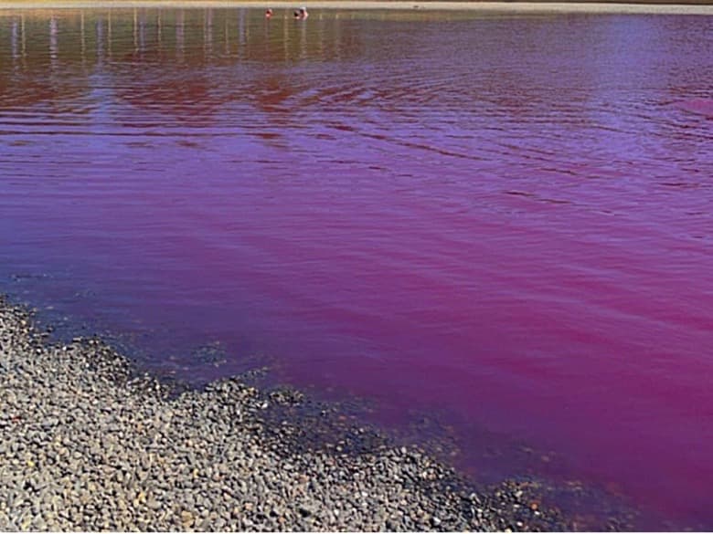 A lake with a pinkish color at a Serbian spa resort