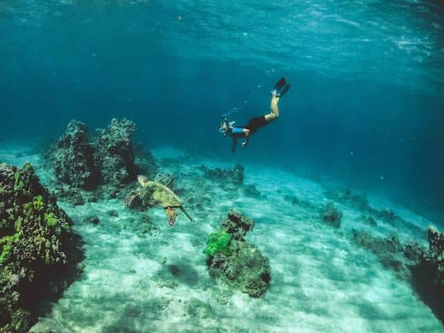 A person diving in the sea