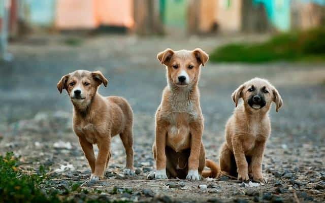 Three dogs of different sizes standing next to each other.