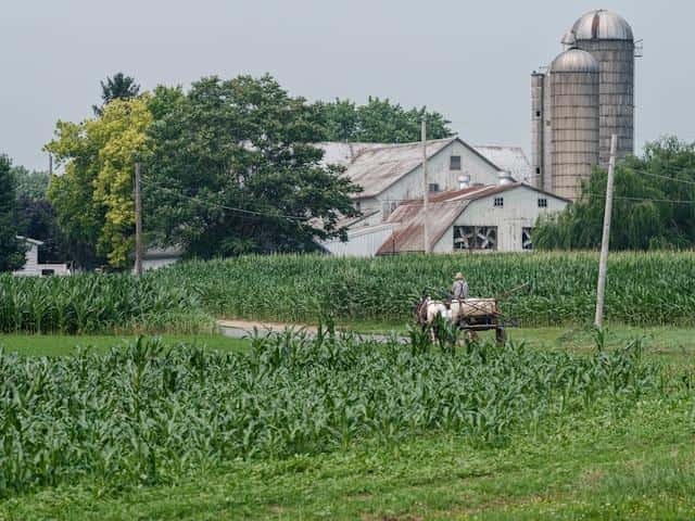 A salaš with a barn, corn fields, and a horse-drawn vehicle on the road