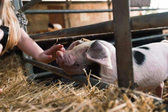 A child's hand petting a baby pig