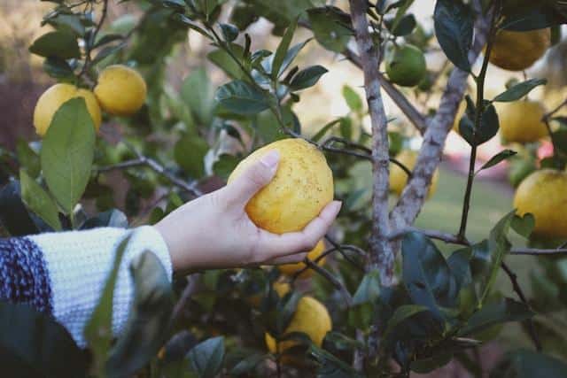 A person’s hand picking a lemon from a tree.