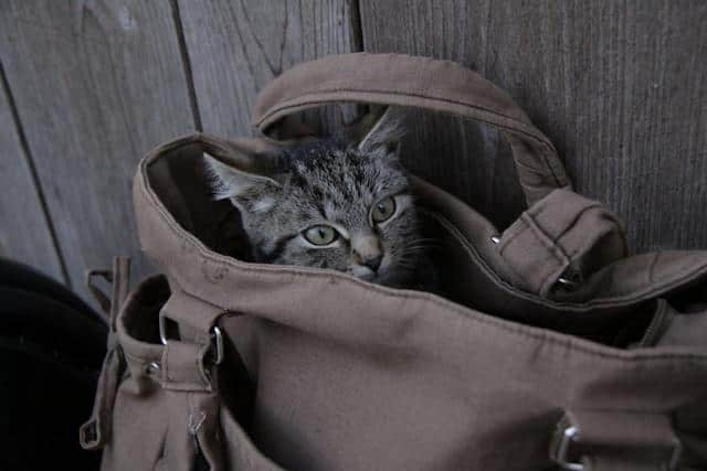 A cat peeping out of a gray bag.
